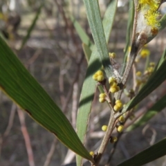 Acacia dawsonii (Dawson's Wattle) at Carwoola, NSW - 6 Sep 2019 by KumikoCallaway