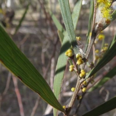 Acacia dawsonii (Dawson's Wattle) at Carwoola, NSW - 7 Sep 2019 by KumikoCallaway