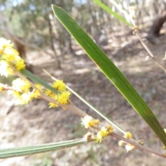 Acacia dawsonii at Carwoola, NSW - 7 Sep 2019 09:30 AM