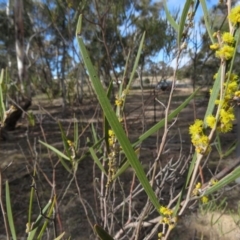 Acacia dawsonii at Carwoola, NSW - 7 Sep 2019 09:30 AM