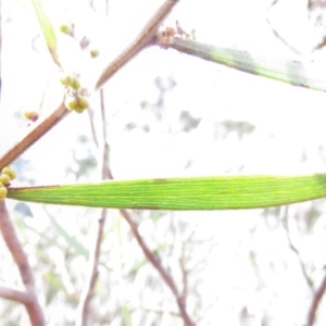 Acacia dawsonii at Carwoola, NSW - 7 Sep 2019 09:30 AM