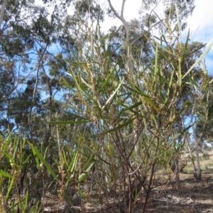 Acacia dawsonii at Carwoola, NSW - 7 Sep 2019 09:30 AM