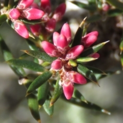 Lissanthe strigosa subsp. subulata (Peach Heath) at Carwoola, NSW - 7 Sep 2019 by KumikoCallaway