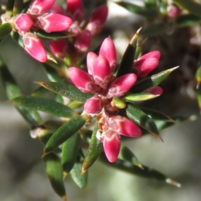 Lissanthe strigosa subsp. subulata (Peach Heath) at Stony Creek Nature Reserve - 7 Sep 2019 by KumikoCallaway