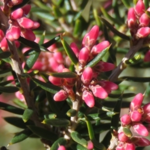 Lissanthe strigosa subsp. subulata at Carwoola, NSW - 7 Sep 2019