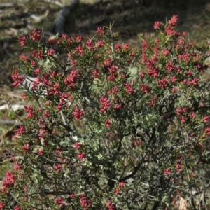 Lissanthe strigosa subsp. subulata at Carwoola, NSW - 7 Sep 2019