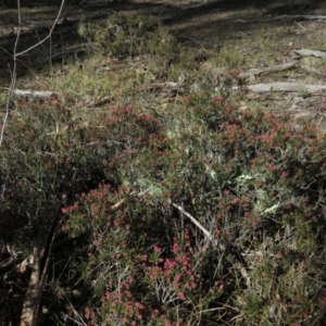 Lissanthe strigosa subsp. subulata at Carwoola, NSW - 7 Sep 2019