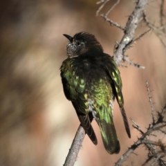 Chrysococcyx lucidus (Shining Bronze-Cuckoo) at Hackett, ACT - 8 Sep 2019 by jb2602