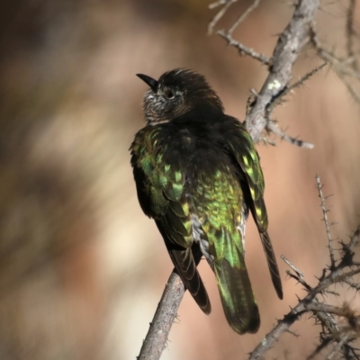 Chrysococcyx lucidus (Shining Bronze-Cuckoo) at Hackett, ACT - 8 Sep 2019 by jb2602