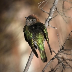 Chrysococcyx lucidus at Hackett, ACT - 8 Sep 2019