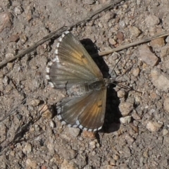 Lucia limbaria (Chequered Copper) at Theodore, ACT - 8 Sep 2019 by Owen