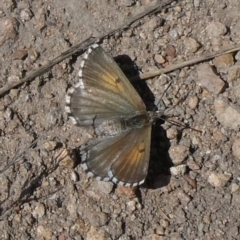 Lucia limbaria (Chequered Copper) at Theodore, ACT - 8 Sep 2019 by owenh