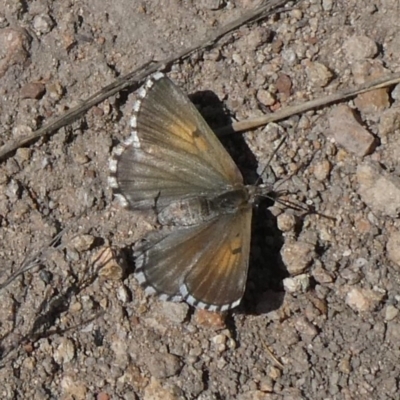 Lucia limbaria (Chequered Copper) at Tuggeranong Hill - 8 Sep 2019 by Owen