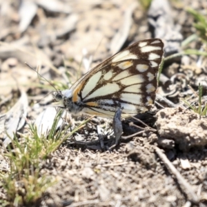 Belenois java at Amaroo, ACT - 8 Sep 2019