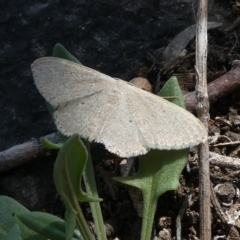 Scopula optivata (Varied Wave) at Tuggeranong Hill - 8 Sep 2019 by Owen