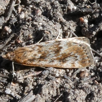 Achyra affinitalis (Cotton Web Spinner) at Tuggeranong Hill - 8 Sep 2019 by Owen