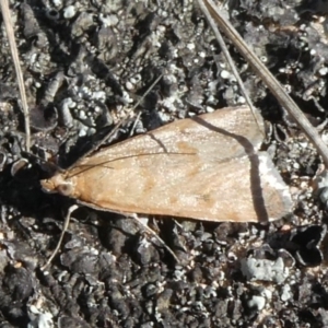 Achyra affinitalis at Theodore, ACT - 8 Sep 2019 11:23 AM