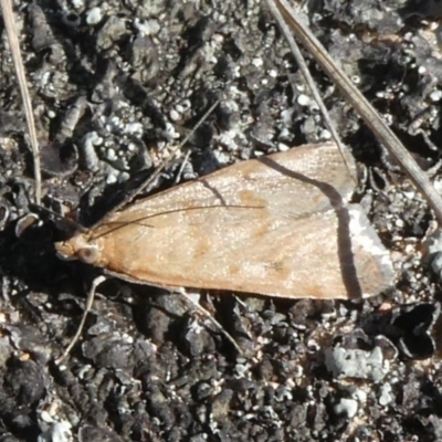 Achyra affinitalis (Cotton Web Spinner) at Theodore, ACT - 8 Sep 2019 by Owen