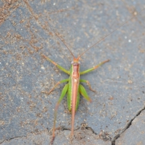 Conocephalus upoluensis at Wamboin, NSW - 15 Feb 2019