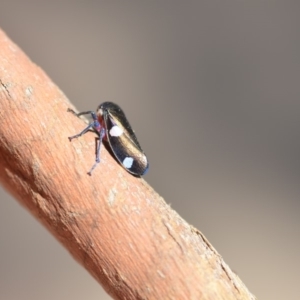 Eurymela distincta at Wamboin, NSW - 23 Feb 2019 02:58 PM