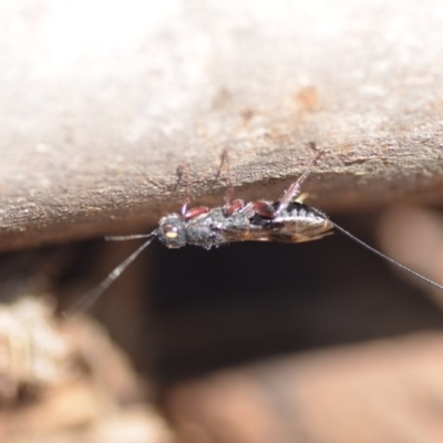 Megalyra sp. (genus) (Long-tailed wasp) at Wamboin, NSW - 23 Feb 2019 by natureguy