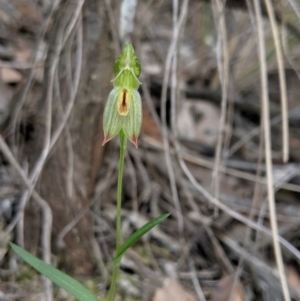 Bunochilus umbrinus at suppressed - 8 Sep 2019