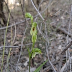 Bunochilus umbrinus (ACT) = Pterostylis umbrina (NSW) at suppressed - suppressed