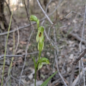 Bunochilus umbrinus (ACT) = Pterostylis umbrina (NSW) at suppressed - suppressed