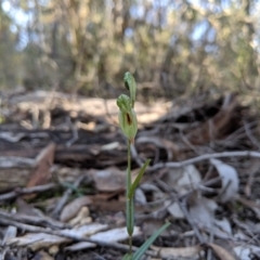 Bunochilus umbrinus at suppressed - 8 Sep 2019