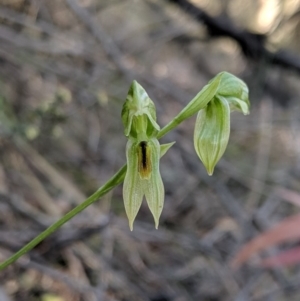 Bunochilus umbrinus at suppressed - 8 Sep 2019