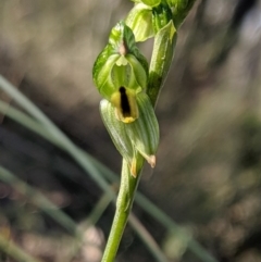 Bunochilus montanus (ACT) = Pterostylis jonesii (NSW) (Montane Leafy Greenhood) at Mount Jerrabomberra QP - 8 Sep 2019 by MattM