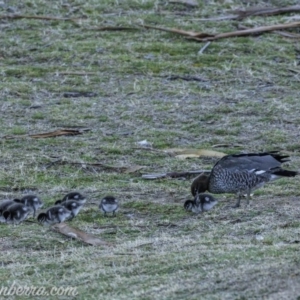 Chenonetta jubata at Red Hill, ACT - 31 Aug 2019 06:47 AM