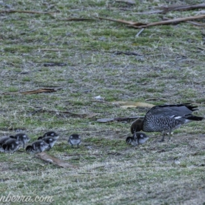 Chenonetta jubata (Australian Wood Duck) at Federal Golf Course - 31 Aug 2019 by JonSteinbeck