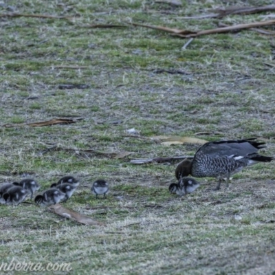 Chenonetta jubata (Australian Wood Duck) at Red Hill, ACT - 30 Aug 2019 by BIrdsinCanberra