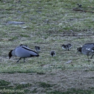 Chenonetta jubata at Red Hill, ACT - 31 Aug 2019 06:47 AM