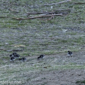 Chenonetta jubata at Red Hill, ACT - 31 Aug 2019 06:47 AM