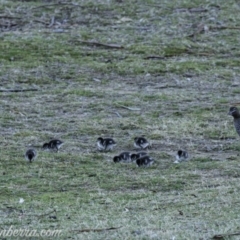 Chenonetta jubata at Red Hill, ACT - 31 Aug 2019 06:47 AM