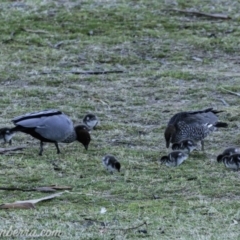 Chenonetta jubata at Red Hill, ACT - 31 Aug 2019 06:47 AM