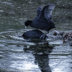 Fulica atra (Eurasian Coot) at Federal Golf Course - 31 Aug 2019 by JonSteinbeck
