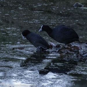 Fulica atra at Red Hill, ACT - 31 Aug 2019