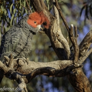 Callocephalon fimbriatum at Garran, ACT - 31 Aug 2019