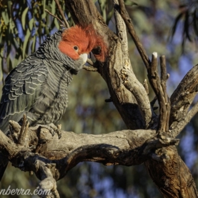Callocephalon fimbriatum (Gang-gang Cockatoo) at Garran, ACT - 31 Aug 2019 by JonSteinbeck