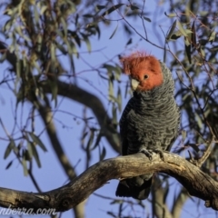 Callocephalon fimbriatum at Garran, ACT - 31 Aug 2019