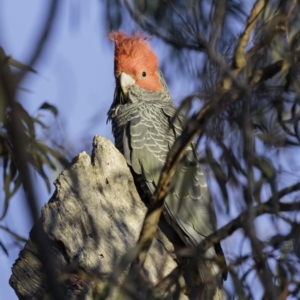 Callocephalon fimbriatum at Garran, ACT - 31 Aug 2019