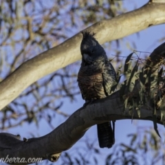 Callocephalon fimbriatum at Garran, ACT - 31 Aug 2019