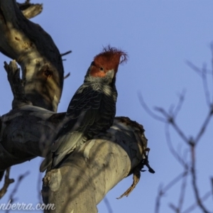 Callocephalon fimbriatum at Garran, ACT - 31 Aug 2019