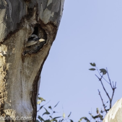 Dacelo novaeguineae (Laughing Kookaburra) at Garran, ACT - 30 Aug 2019 by BIrdsinCanberra