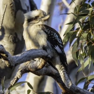 Dacelo novaeguineae at Garran, ACT - 31 Aug 2019