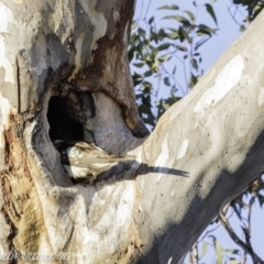 Dacelo novaeguineae at Garran, ACT - 31 Aug 2019