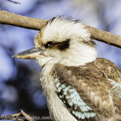 Dacelo novaeguineae (Laughing Kookaburra) at Hughes, ACT - 31 Aug 2019 by BIrdsinCanberra